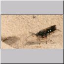 Episyron rufipes - Wegwespe w42 beim Nestbau.jpg